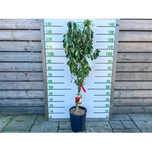 Mini čerešňa nízkokmenná (Prunus Avium) ´MOREL´ - výška 90-110 cm, kont. C10L, obvod kmeňa 4/6 cm